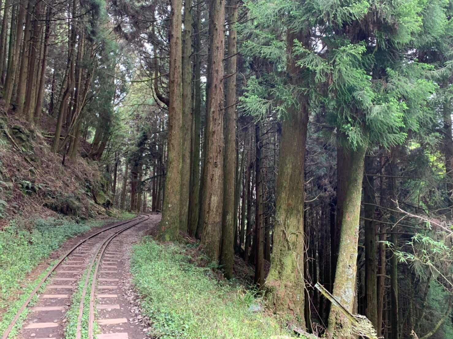 阿里山_200507_0643.jpg 眠月線