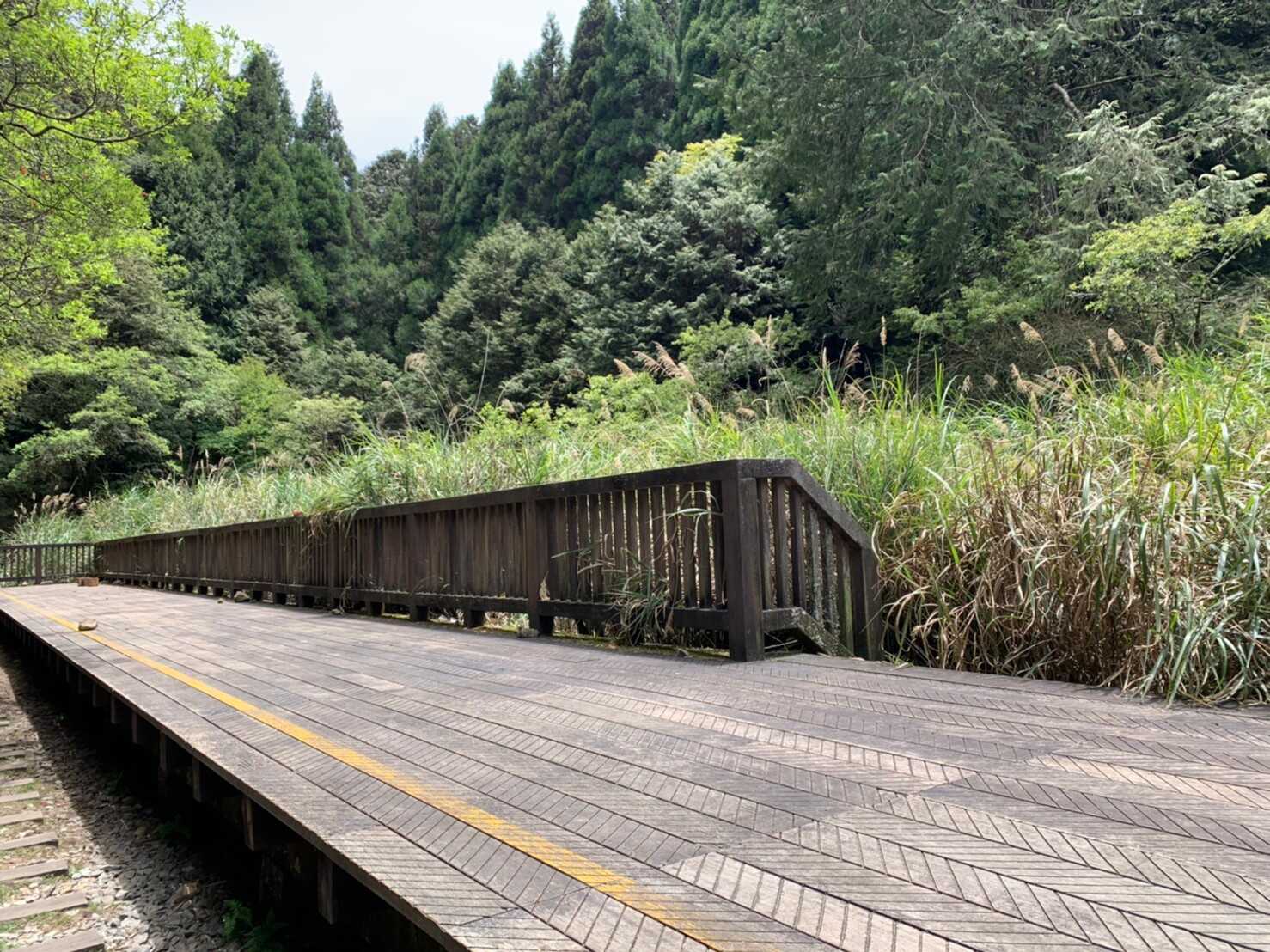 阿里山_200507_0753.jpg 眠月線