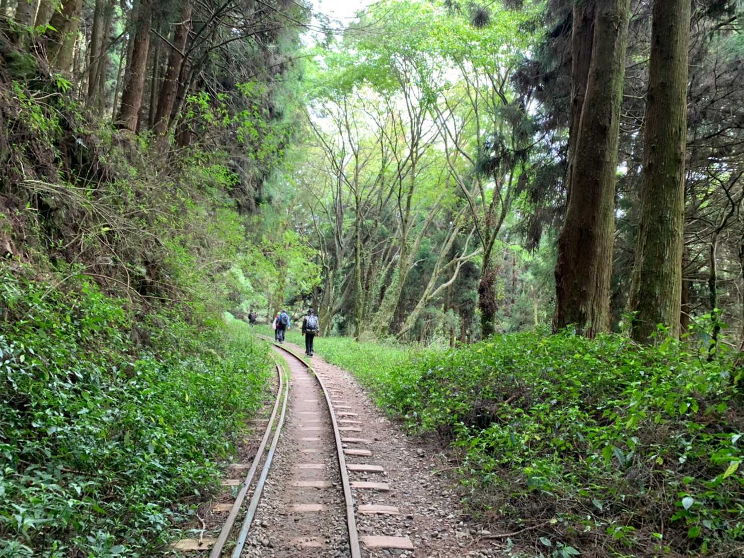 阿里山_200507_0647.jpg 眠月線