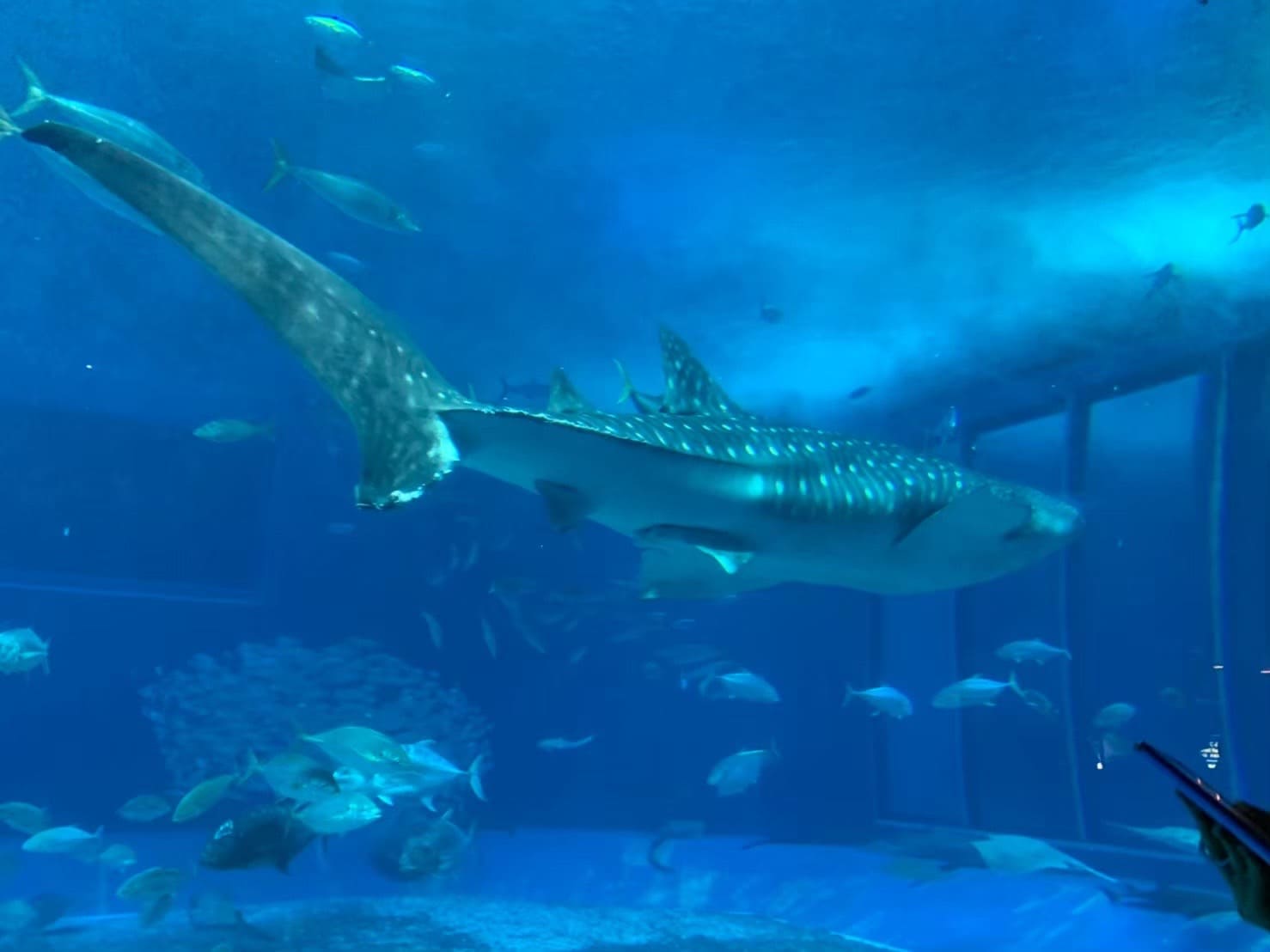 沖繩景點-美麗海水族館